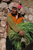 Quechan Farmer