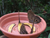 Huge Amazonian Butterflies