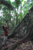 Even Bigger Ficus Tree