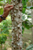 Amazonian Herbal Research Station