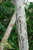 Bats on an Amazonian Tree