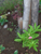 Herbal Medicines