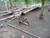 Building a Hut