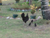 New-born Chicks