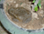 Huge but Friendly