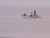 Gone Fishin´